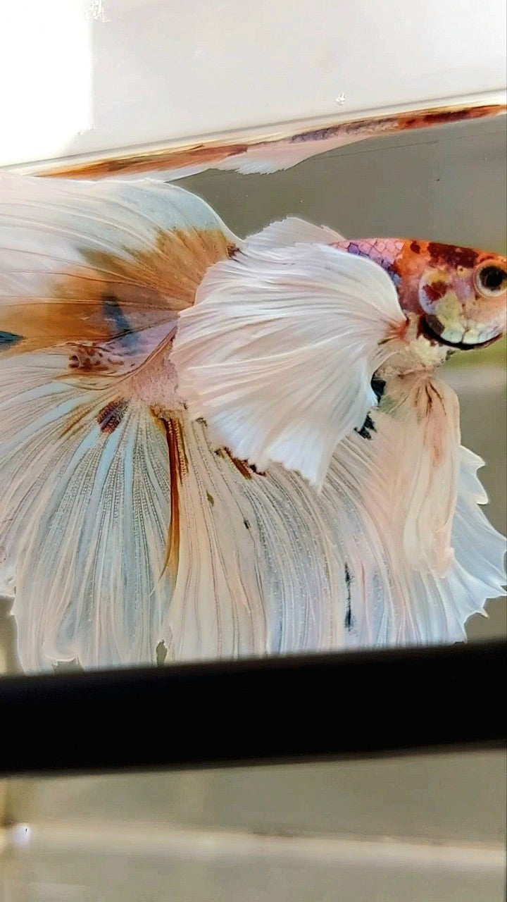 XL HALFMOON SUPER DUMBO EAR ROSETAIL WHITE CANDY MULTICOLOR BETTA FISH