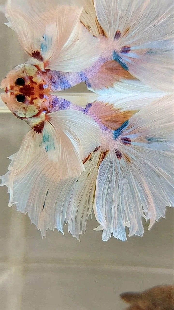 XL HALFMOON SUPER DUMBO EAR ROSETAIL WHITE CANDY MULTICOLOR BETTA FISH
