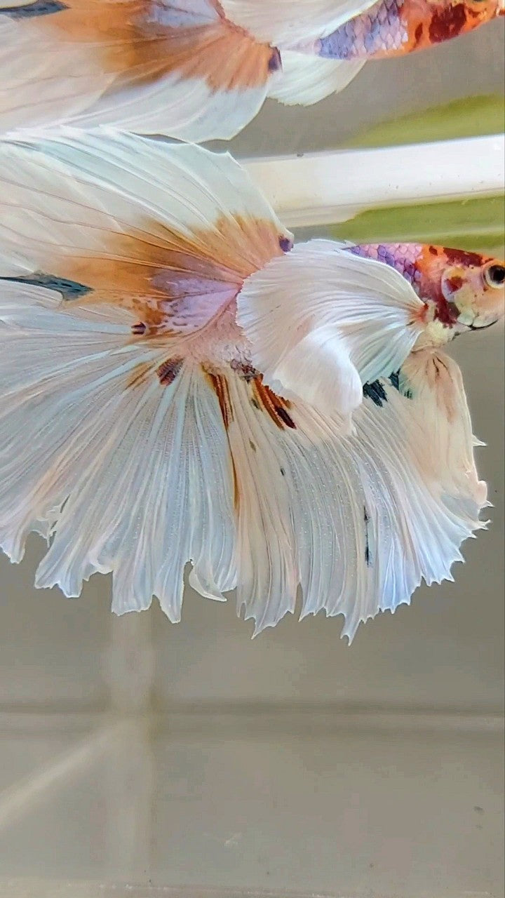 XL HALFMOON SUPER DUMBO EAR ROSETAIL WHITE CANDY MULTICOLOR BETTA FISH