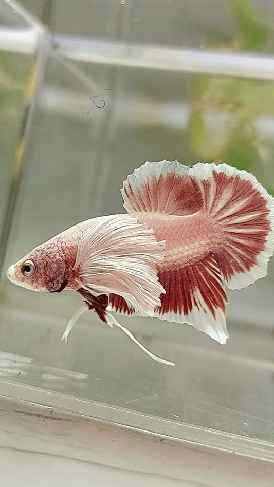 PLAKAT DUMBO EAR LAVENDER BETTA FISH