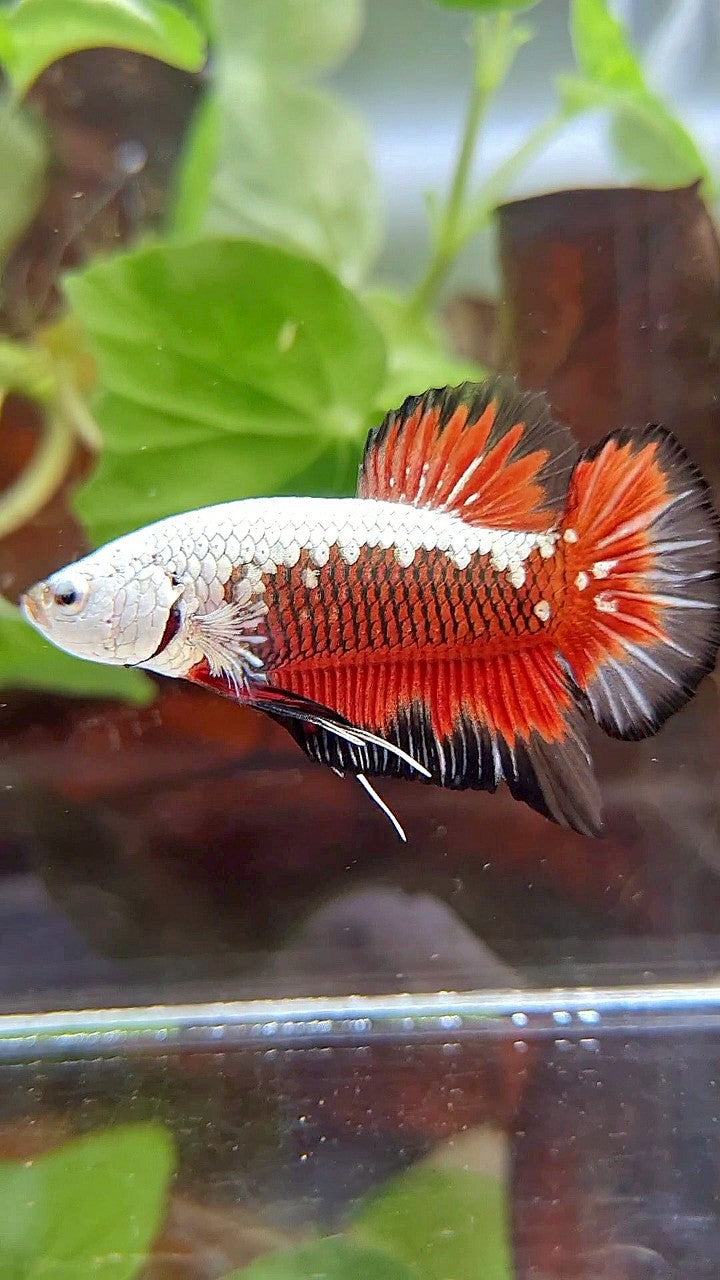 PLAKAT BLACK SAMURAI SNOW MASKING RED BETTA FISH
