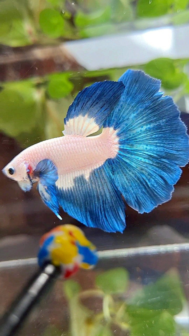 HALFMOON ROSETAIL BLUE RIM BICOLOR BETTA FISH