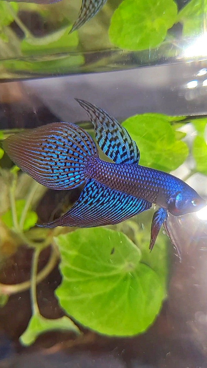 VEILTAIL ALIEN BLUE HYBRID WILD BETTA FISH