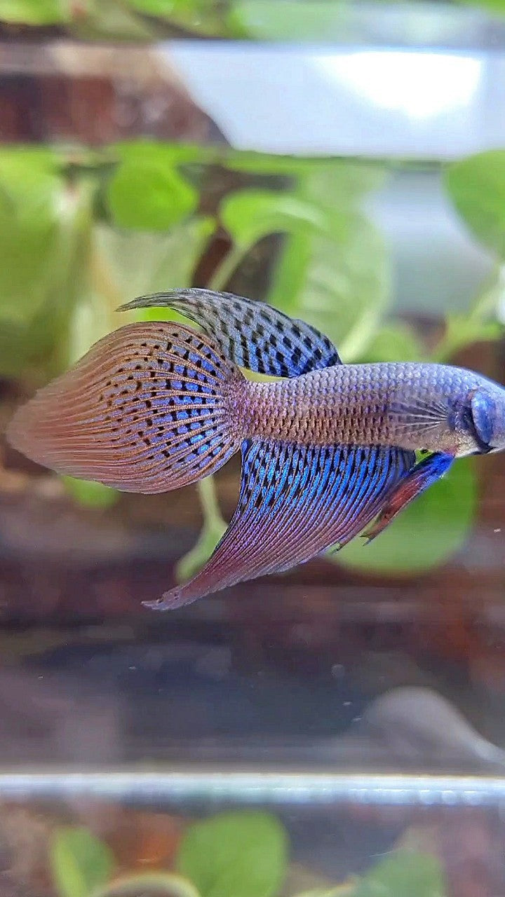 VEILTAIL ALIEN BLUE HYBRID WILD BETTA FISH