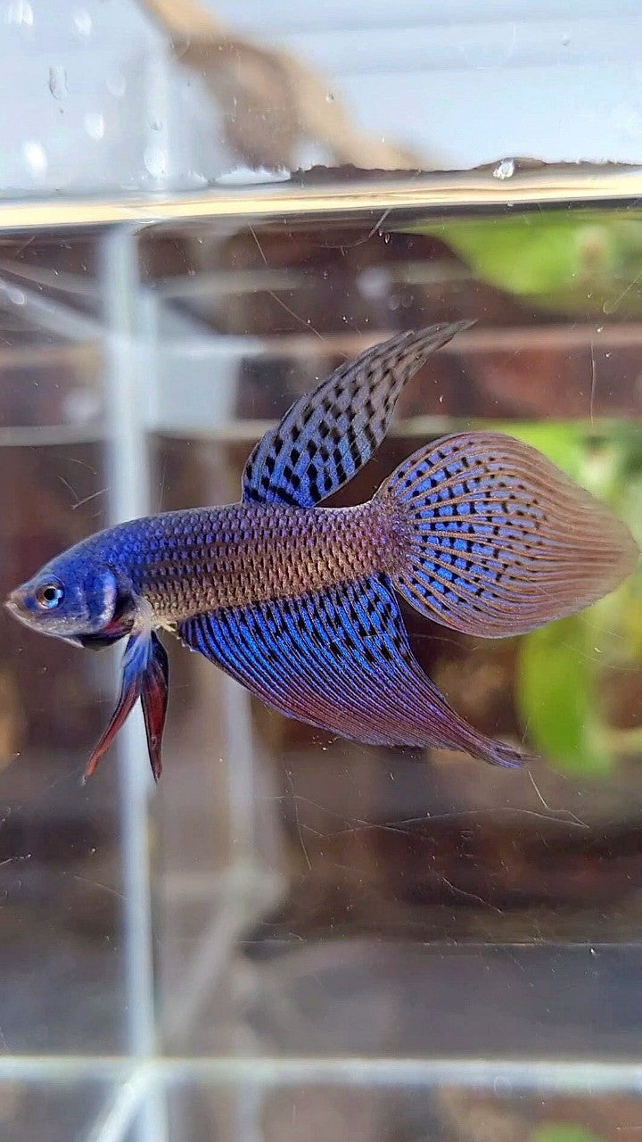 VEILTAIL ALIEN BLUE HYBRID WILD BETTA FISH