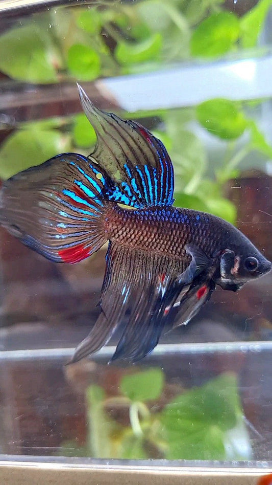 VEILTAIL BLACK AVATAR VARIATION BETTA FISH