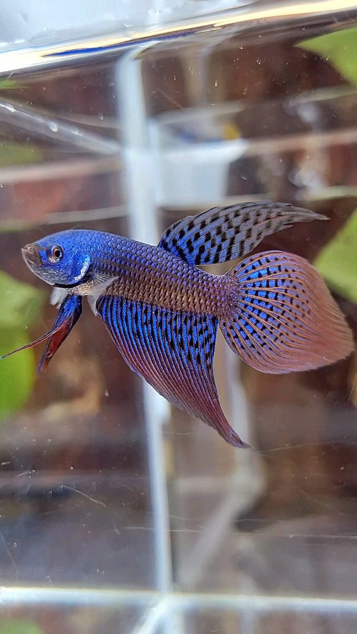 VEILTAIL ALIEN BLUE HYBRID WILD BETTA FISH