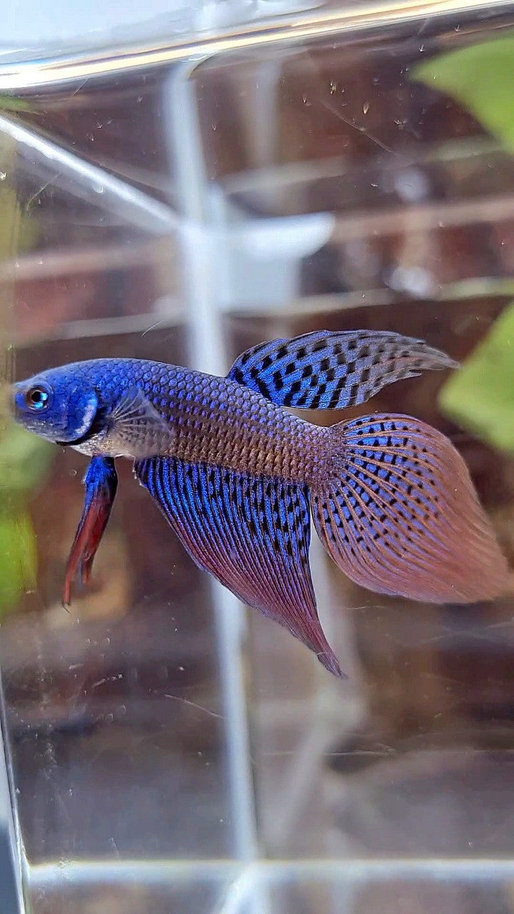 VEILTAIL ALIEN BLUE HYBRID WILD BETTA FISH