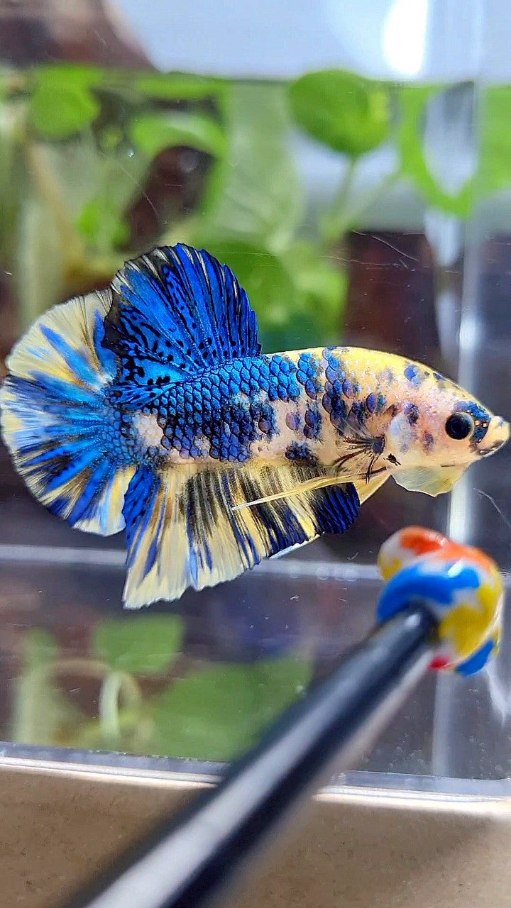 PLAKAT SUPER METTALIC YELLOW BLUE MULTICOLOR BETTA FISH