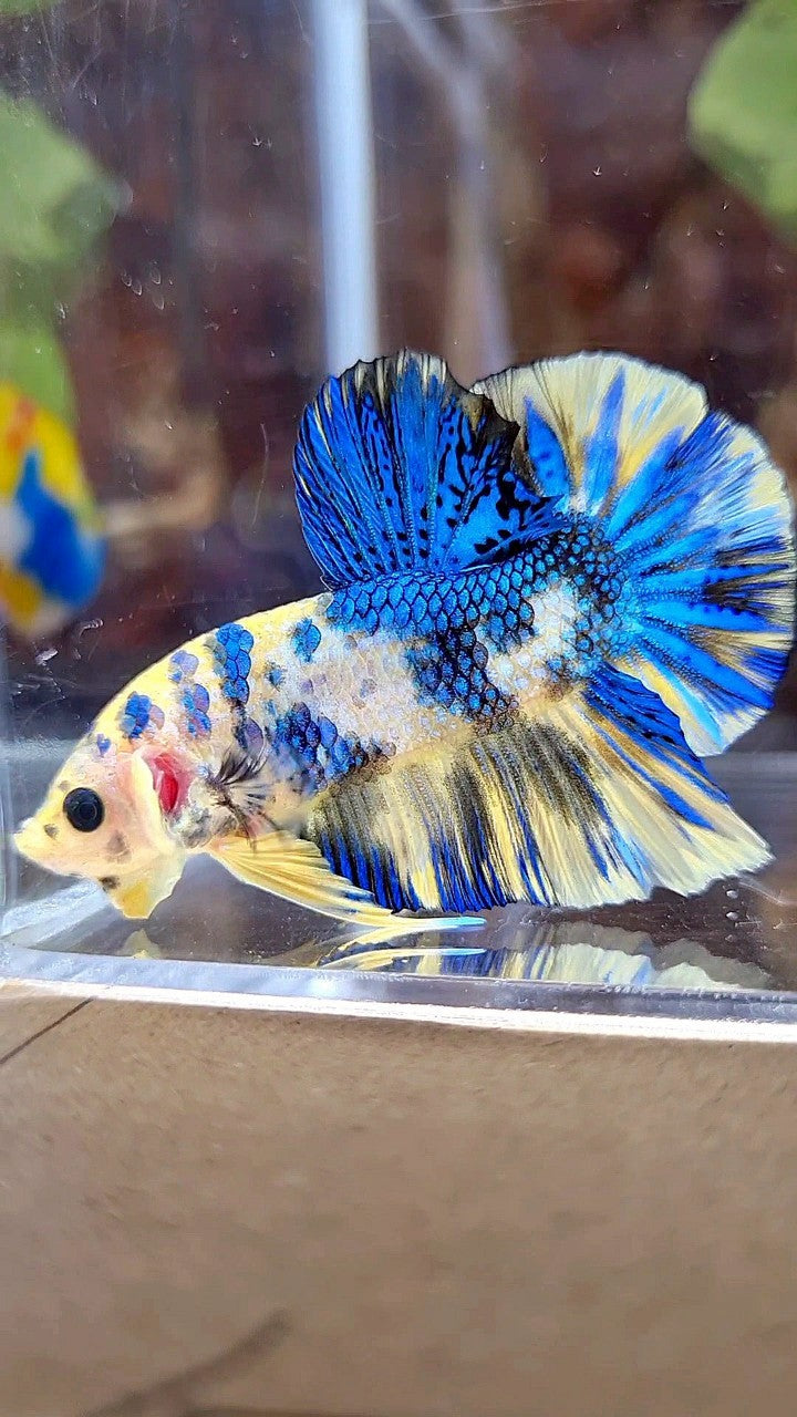 PLAKAT SUPER METTALIC YELLOW BLUE MULTICOLOR BETTA FISH