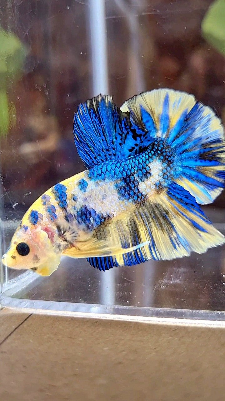 PLAKAT SUPER METTALIC YELLOW BLUE MULTICOLOR BETTA FISH