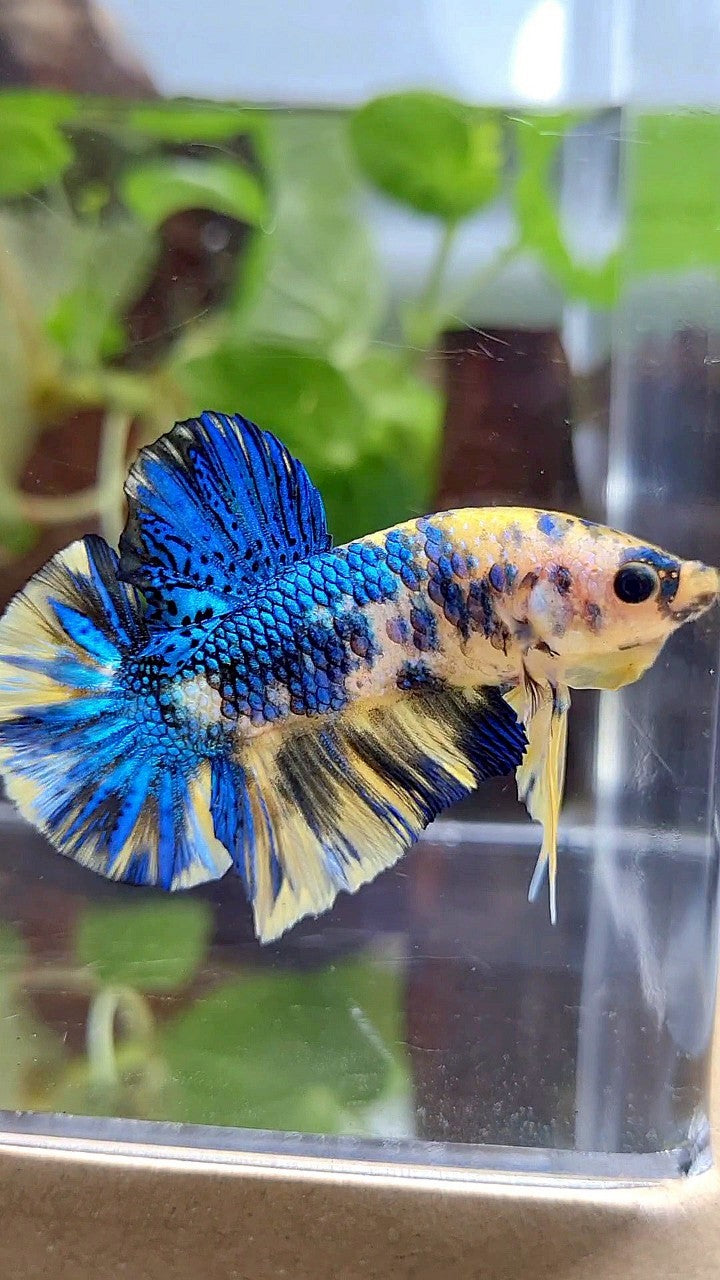 PLAKAT SUPER METTALIC YELLOW BLUE MULTICOLOR BETTA FISH