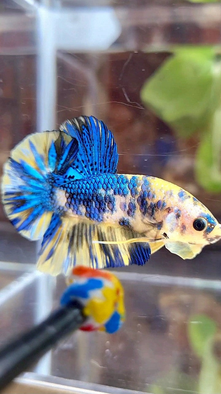 PLAKAT SUPER METTALIC YELLOW BLUE MULTICOLOR BETTA FISH