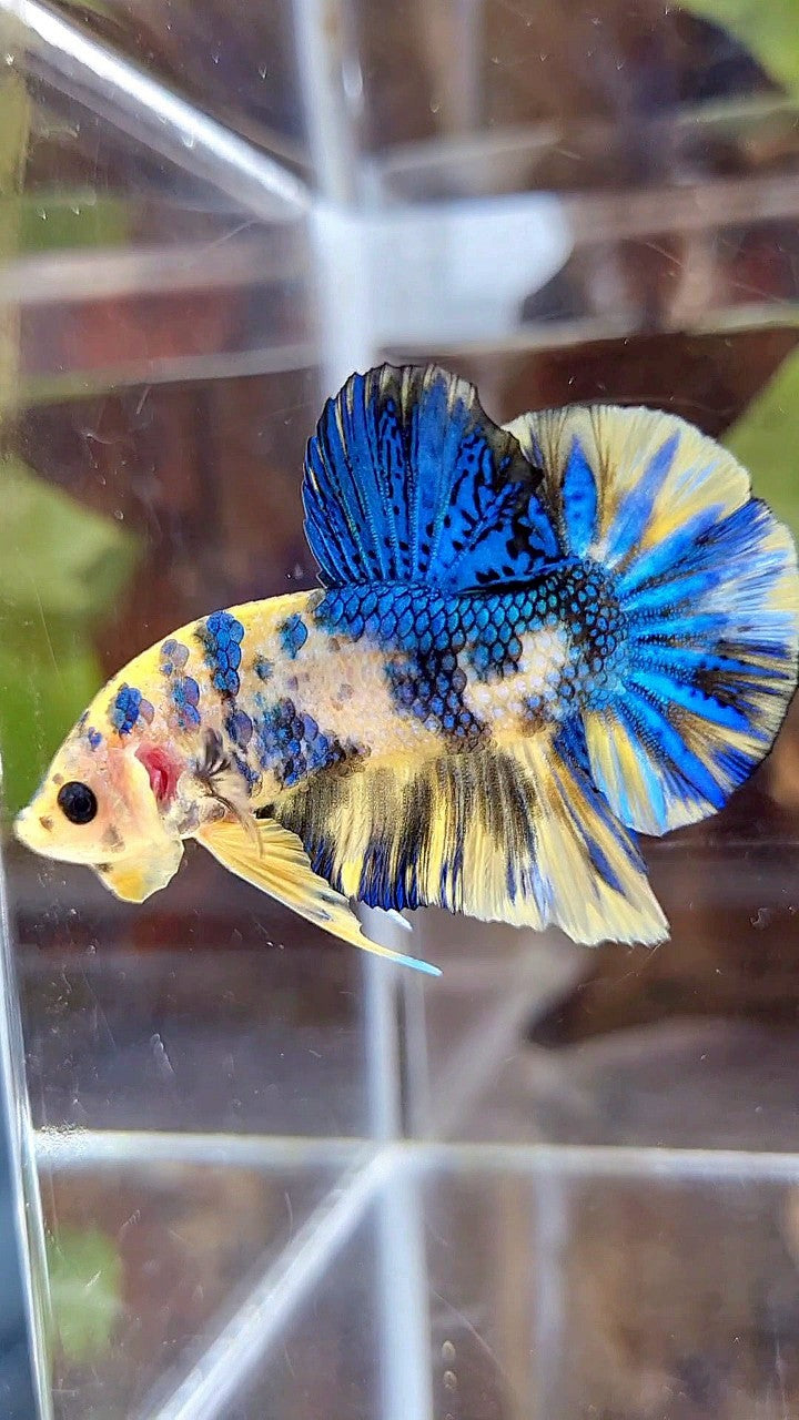 PLAKAT SUPER METTALIC YELLOW BLUE MULTICOLOR BETTA FISH