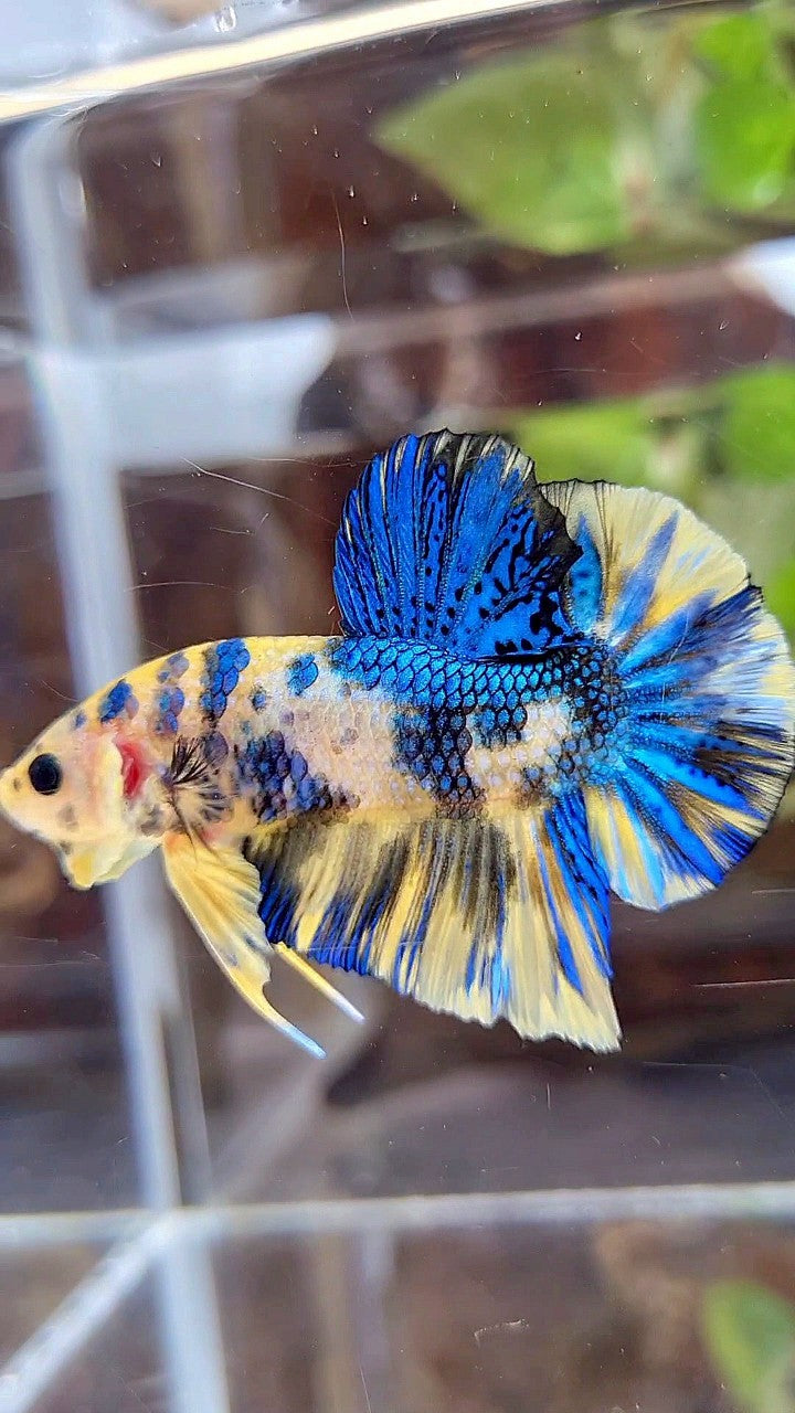 PLAKAT SUPER METTALIC YELLOW BLUE MULTICOLOR BETTA FISH