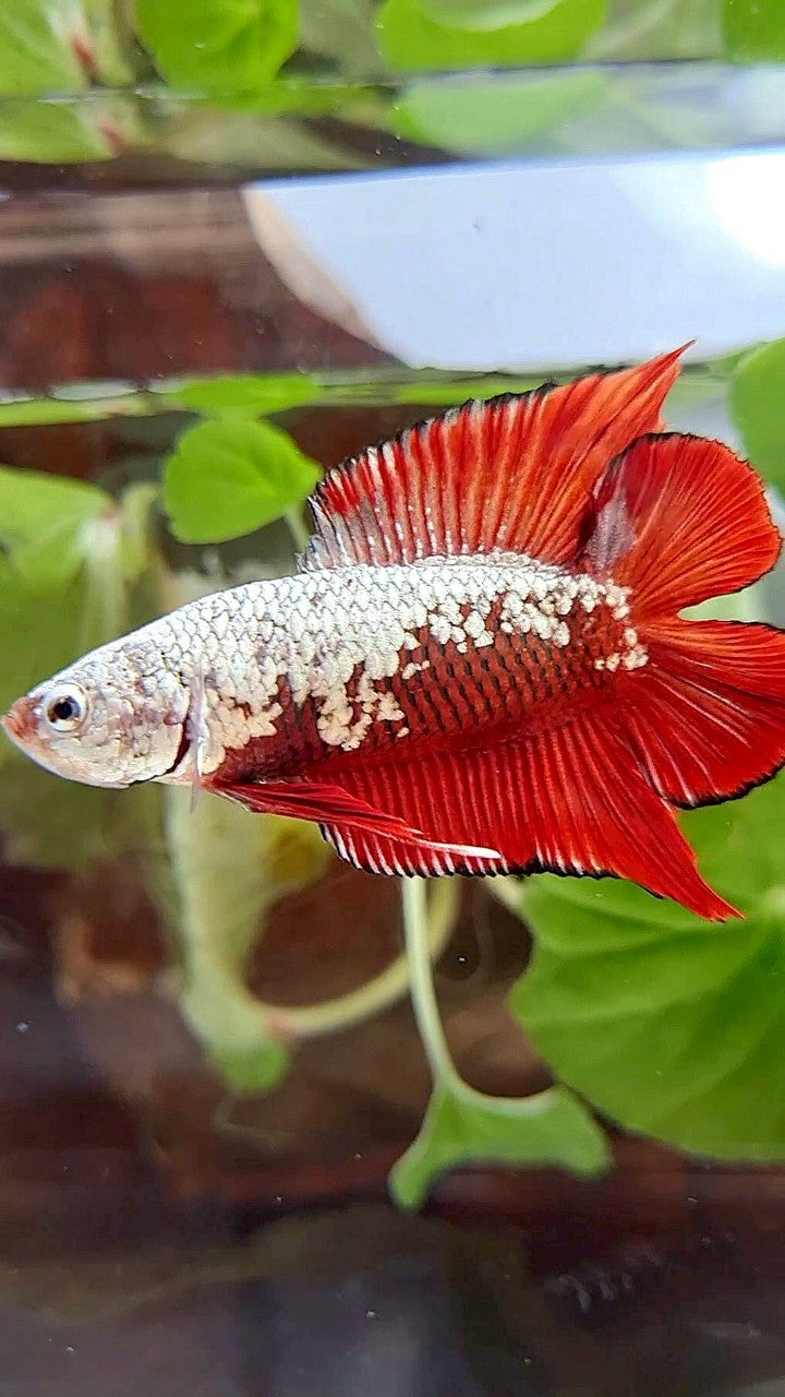 PLAKAT DOUBLE TAIL RED SAMURAI SNOW FULLMASK BETTA FISH