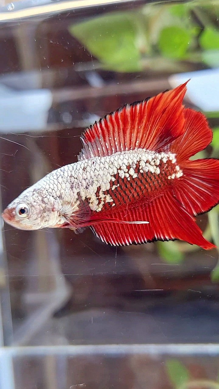PLAKAT DOUBLE TAIL RED SAMURAI SNOW FULLMASK BETTA FISH
