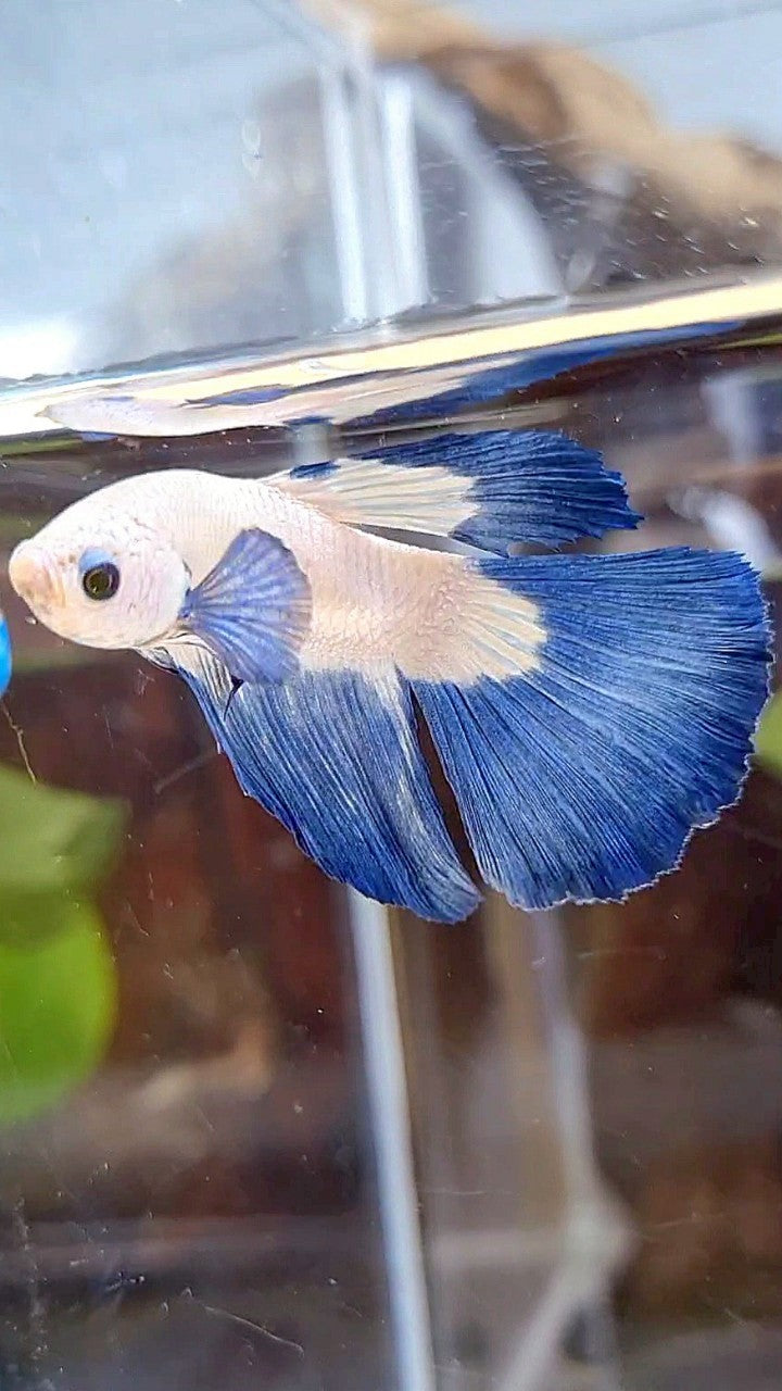 HALFMOON BLUE RIM BICOLOR BETTA FISH