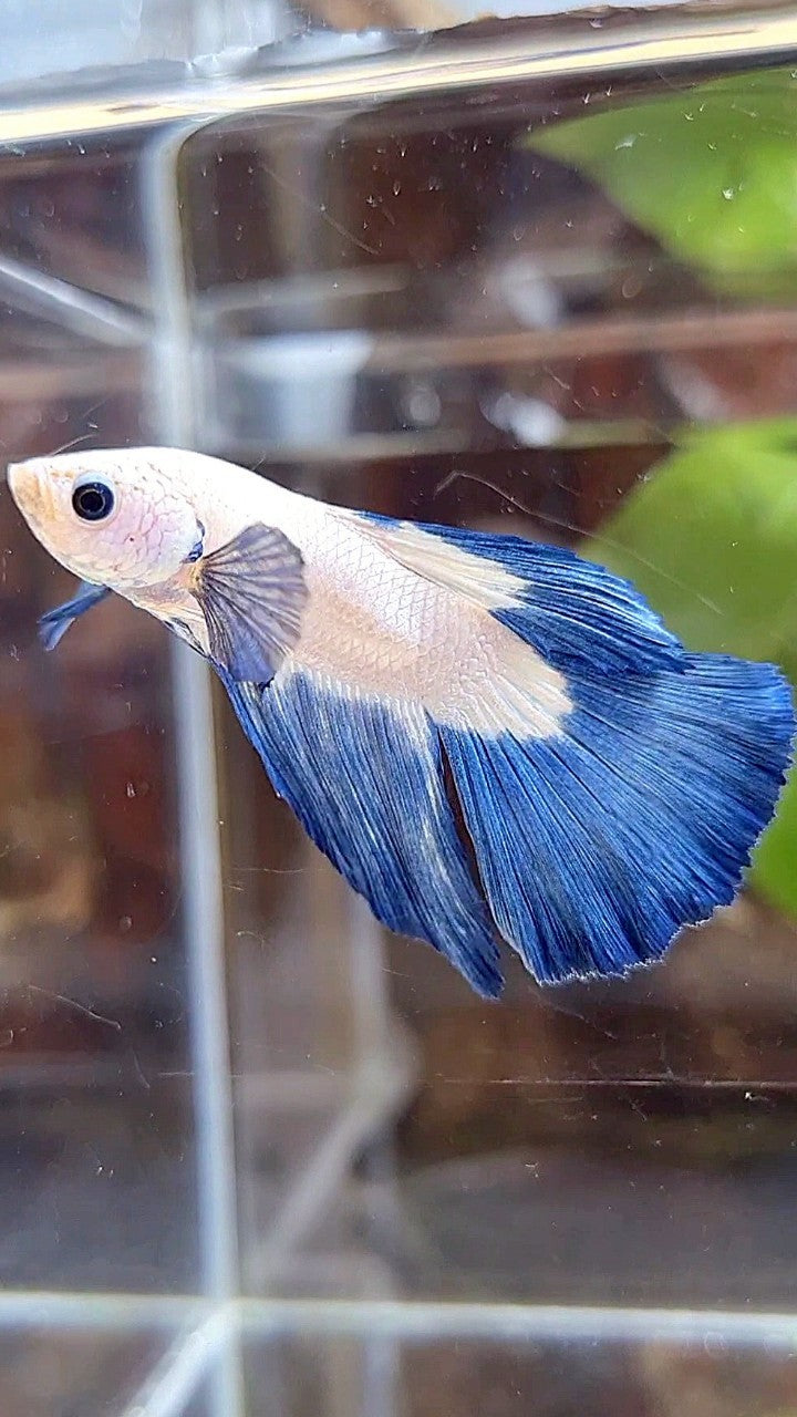 HALFMOON BLUE RIM BICOLOR BETTA FISH