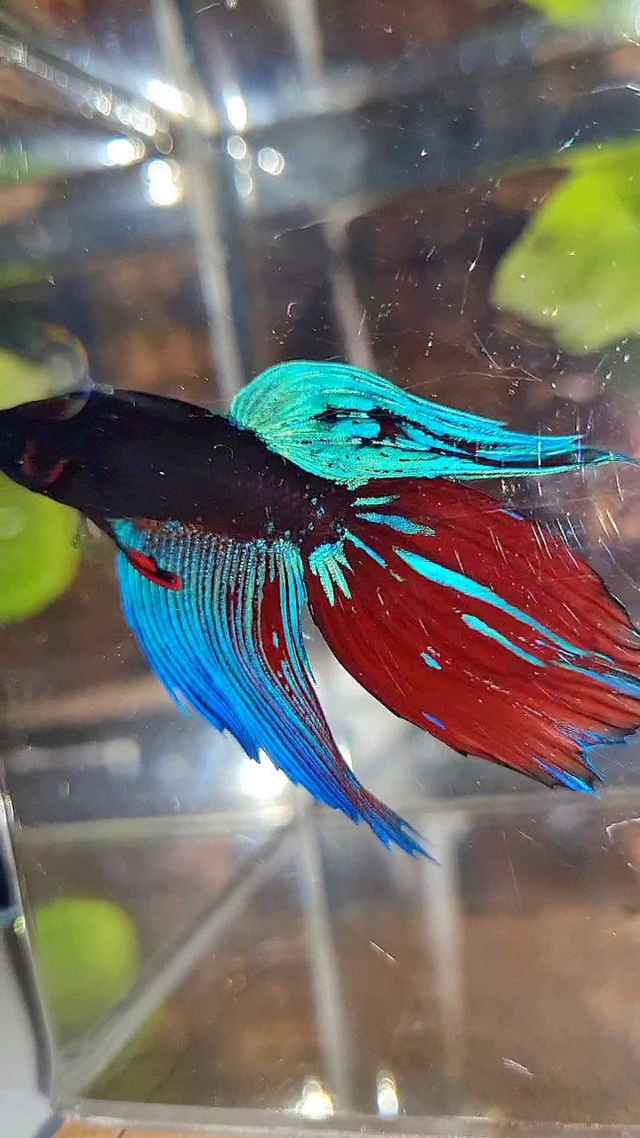 VEILTAIL BLACK SAPPHIRE AVATAR BLUE RED GREEN BETTA FISH