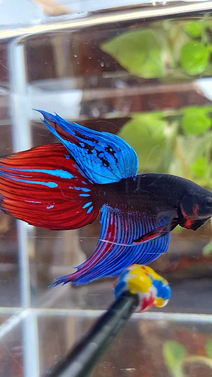 VEILTAIL BLACK SAPPHIRE AVATAR BLUE RED GREEN BETTA FISH