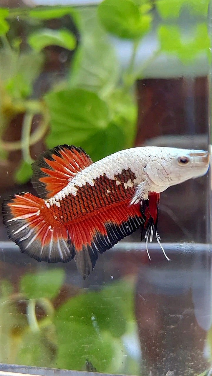 PLAKAT BLACK SAMURAI SNOW MASKING RED BETTA FISH