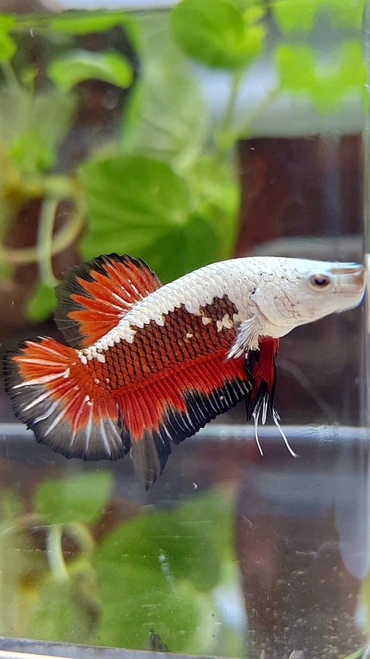 PLAKAT BLACK SAMURAI SNOW MASKING RED BETTA FISH