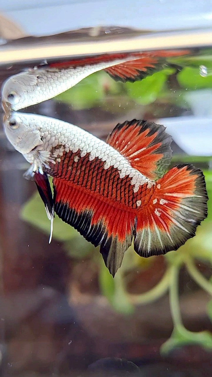 PLAKAT BLACK SAMURAI SNOW MASKING RED BETTA FISH