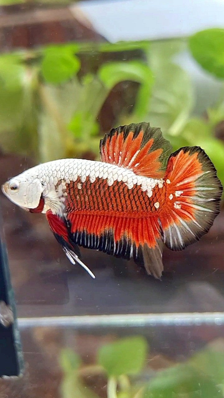 PLAKAT BLACK SAMURAI SNOW MASKING RED BETTA FISH
