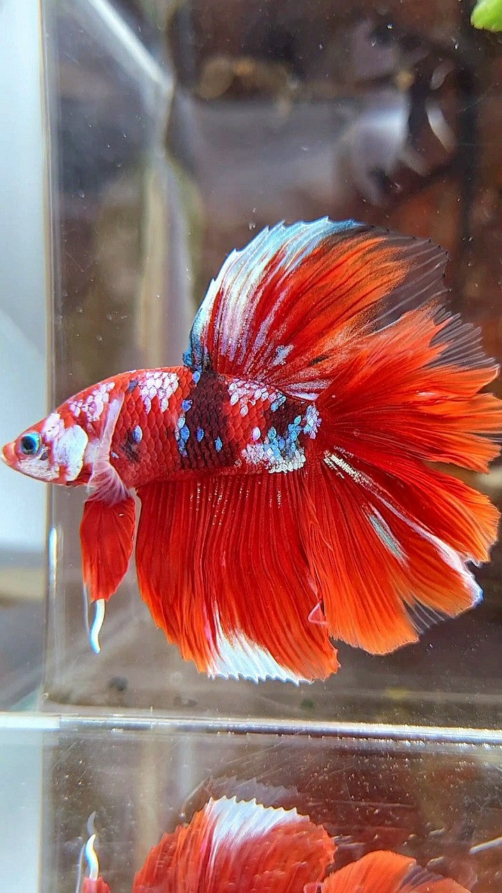 HALFMOON DOUBLE TAIL BIG EAR BARONGSAI RED WHITE GALAXY MULTICOLOR BETTA FISH