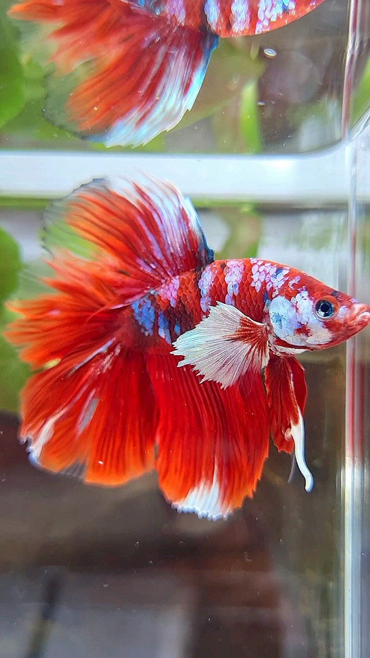 HALFMOON DOUBLE TAIL BIG EAR BARONGSAI RED WHITE GALAXY MULTICOLOR BETTA FISH