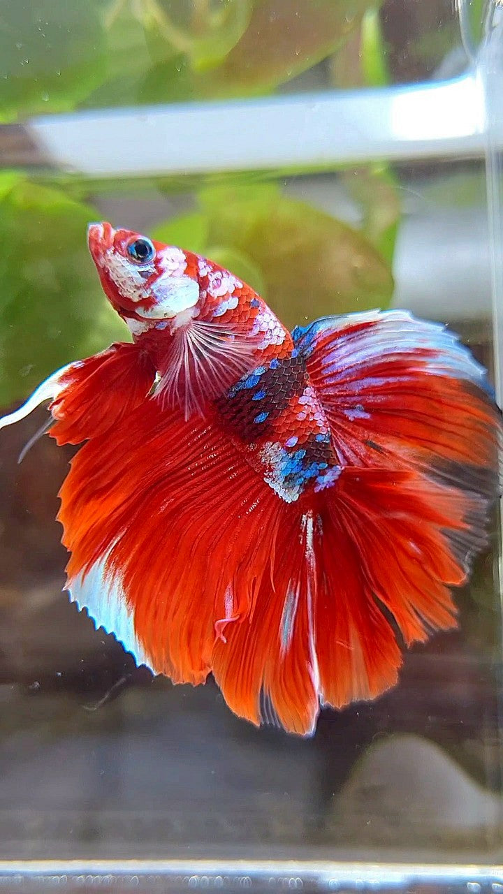 HALFMOON DOUBLE TAIL BIG EAR BARONGSAI RED WHITE GALAXY MULTICOLOR BETTA FISH