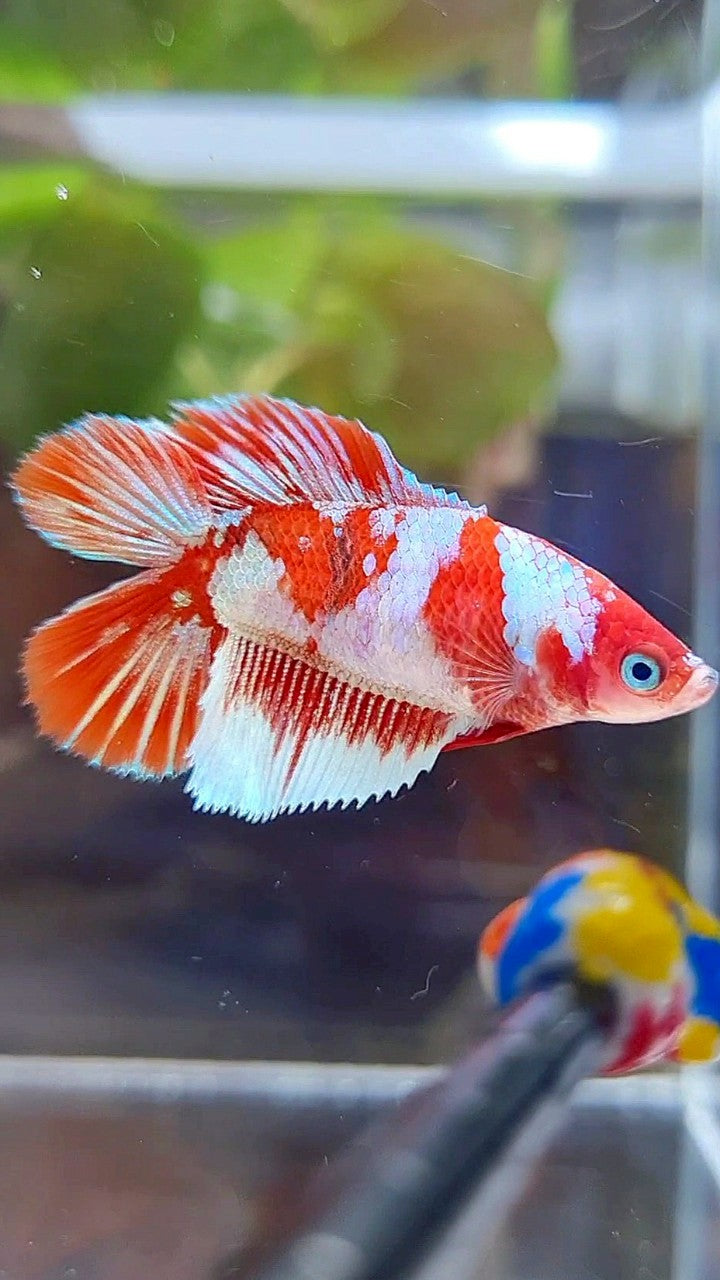 FEMALE HALFMOON DOUBLE TAIL BARONGSAI SNOW RED GALAXY MULTICOLOR BETTA FISH