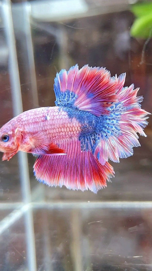 HALFMOON FEATHER TAIL PINK PURPLE FANCY BETTA FISH