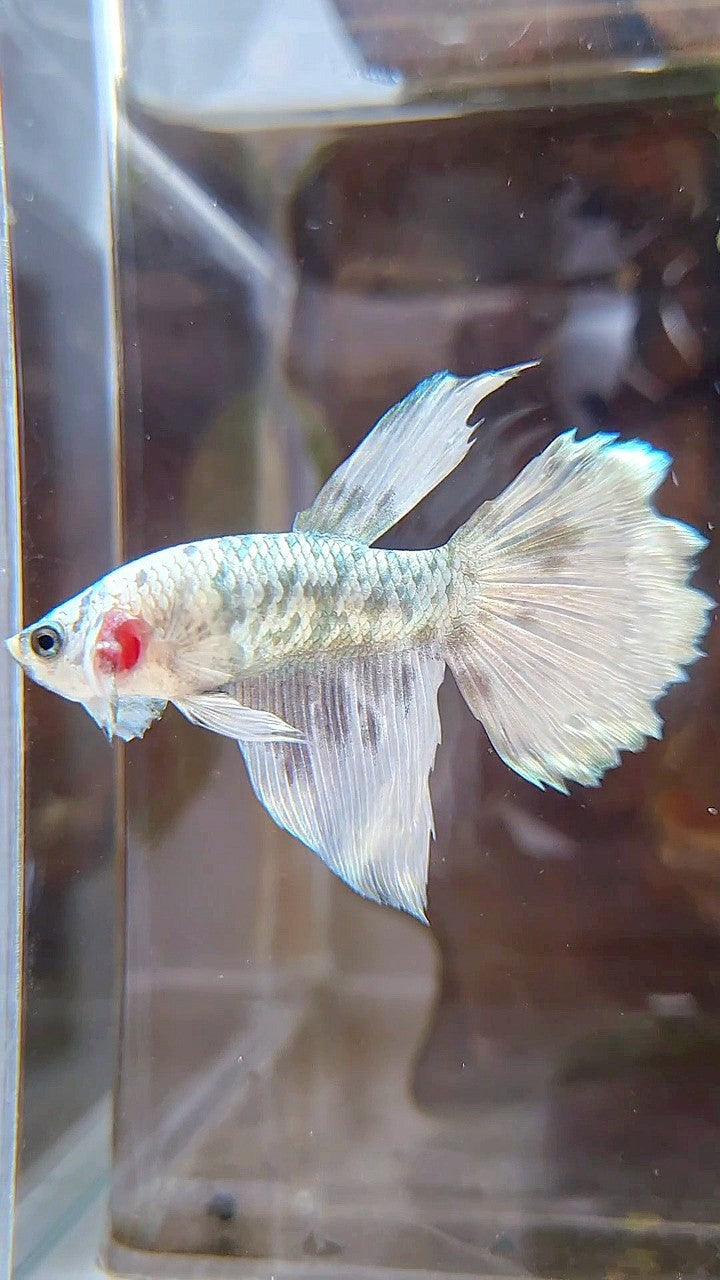 HALFMOON WHITE COPPER DOTS MARBLE BETTA FISH