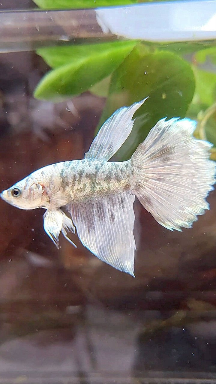 HALFMOON WHITE COPPER DOTS MARBLE BETTA FISH