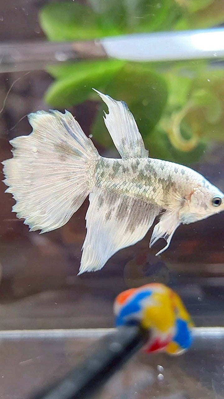 HALFMOON WHITE COPPER DOTS MARBLE BETTA FISH