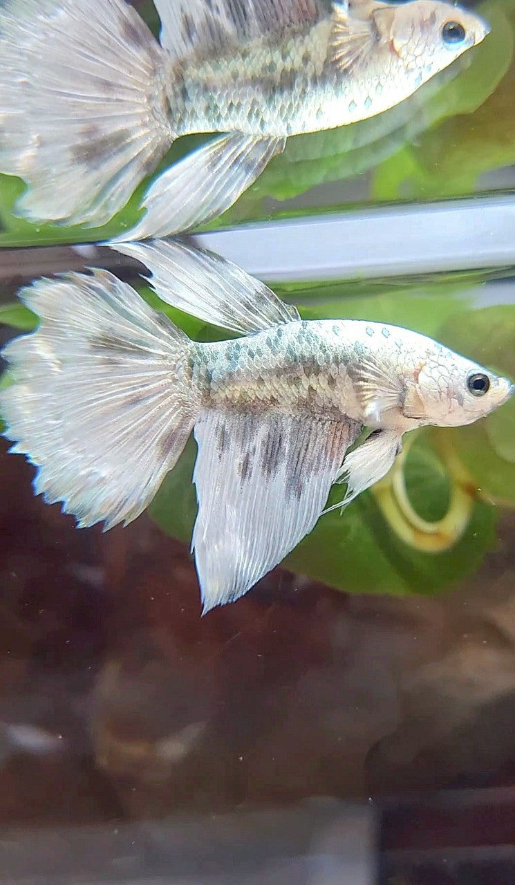 HALFMOON WHITE COPPER DOTS MARBLE BETTA FISH