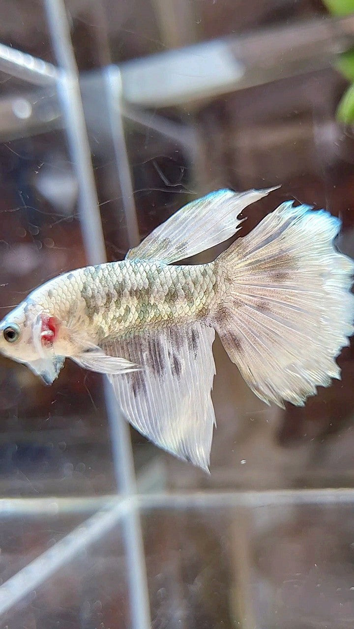 HALFMOON WHITE COPPER DOTS MARBLE BETTA FISH