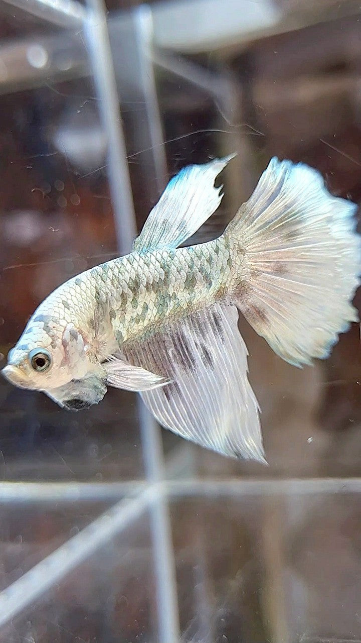 HALFMOON WHITE COPPER DOTS MARBLE BETTA FISH