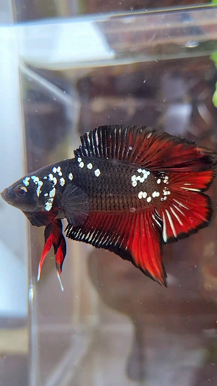 PLAKAT DOUBLE TAIL BLACK COPPER GALAXY VAMPIRE BETTA FISH