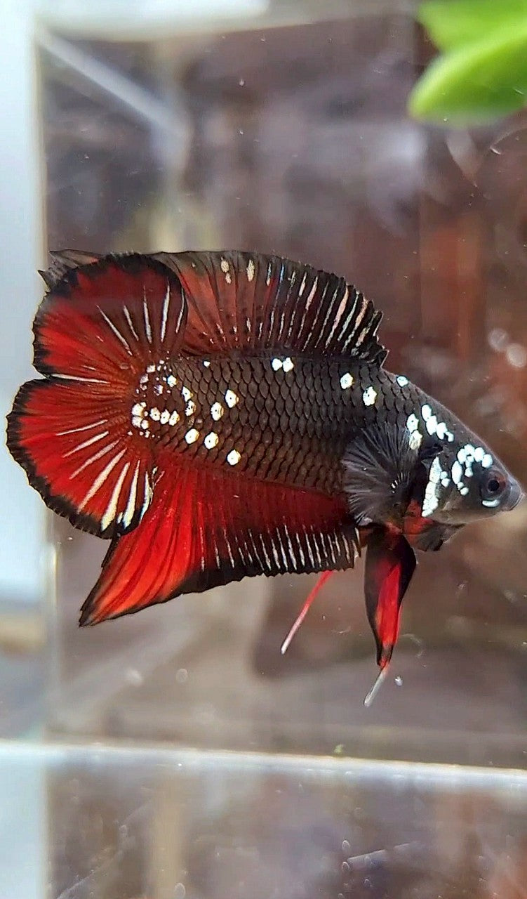 PLAKAT DOUBLE TAIL BLACK COPPER GALAXY VAMPIRE BETTA FISH