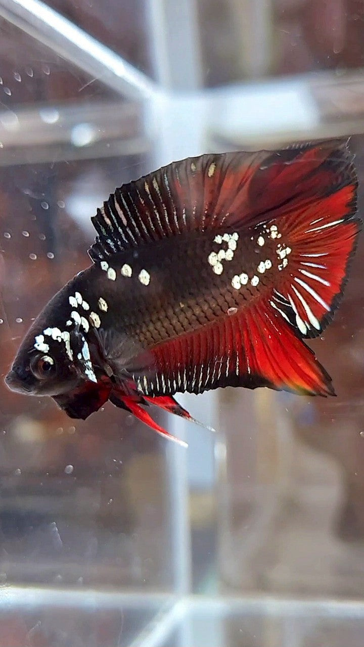 PLAKAT DOUBLE TAIL BLACK COPPER GALAXY VAMPIRE BETTA FISH