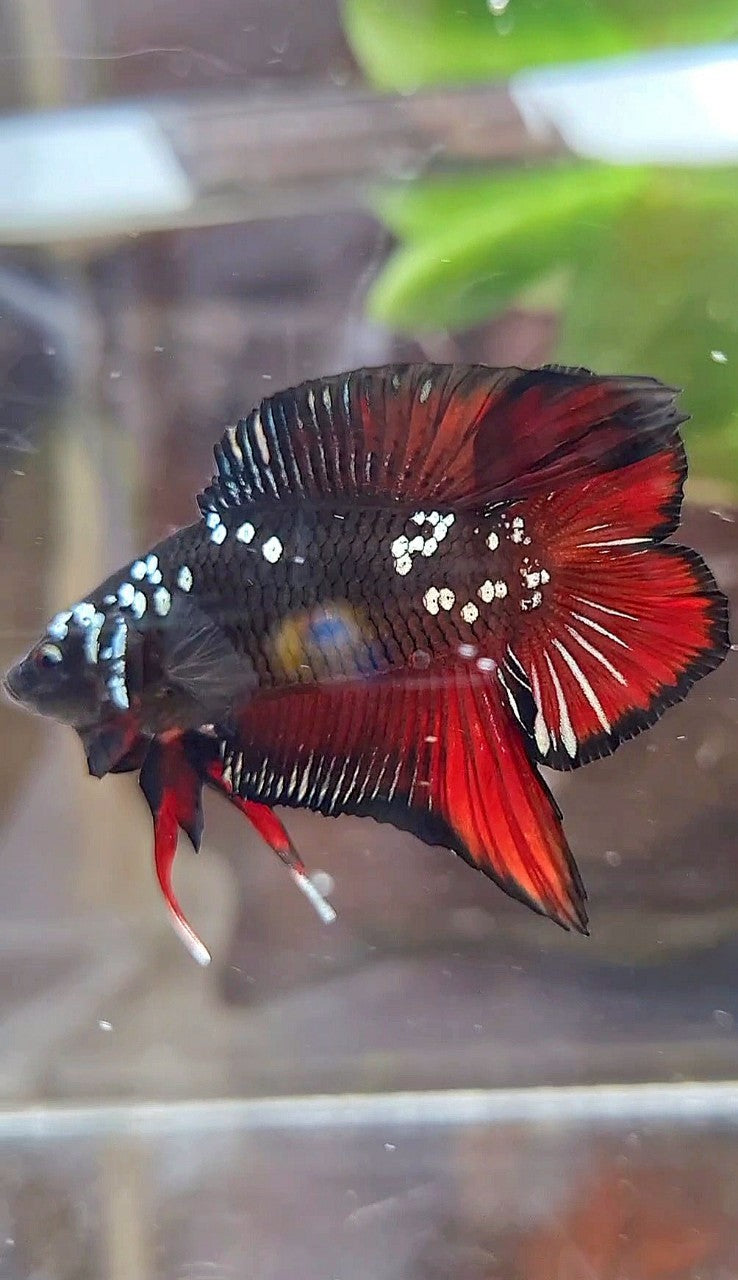 PLAKAT DOUBLE TAIL BLACK COPPER GALAXY VAMPIRE BETTA FISH