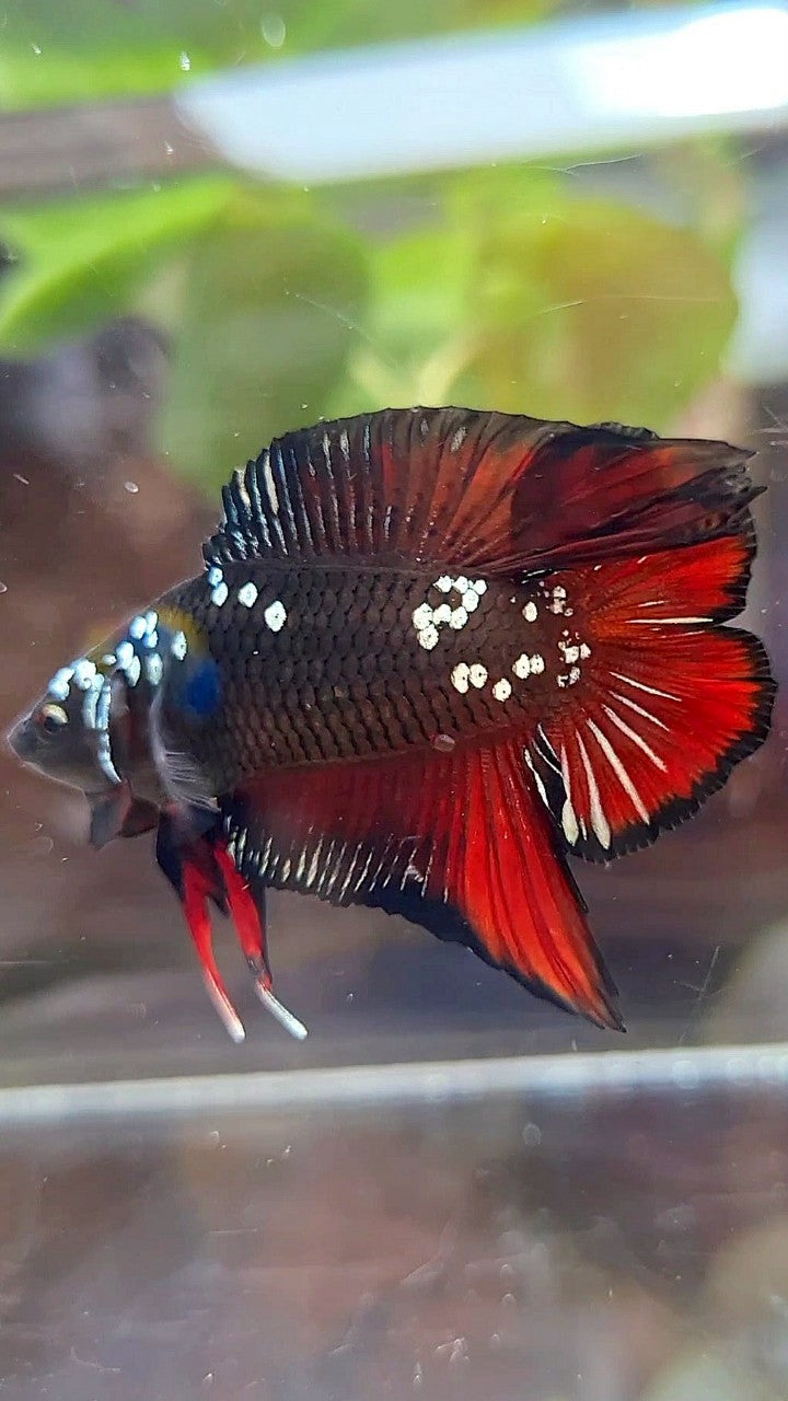 PLAKAT DOUBLE TAIL BLACK COPPER GALAXY VAMPIRE BETTA FISH