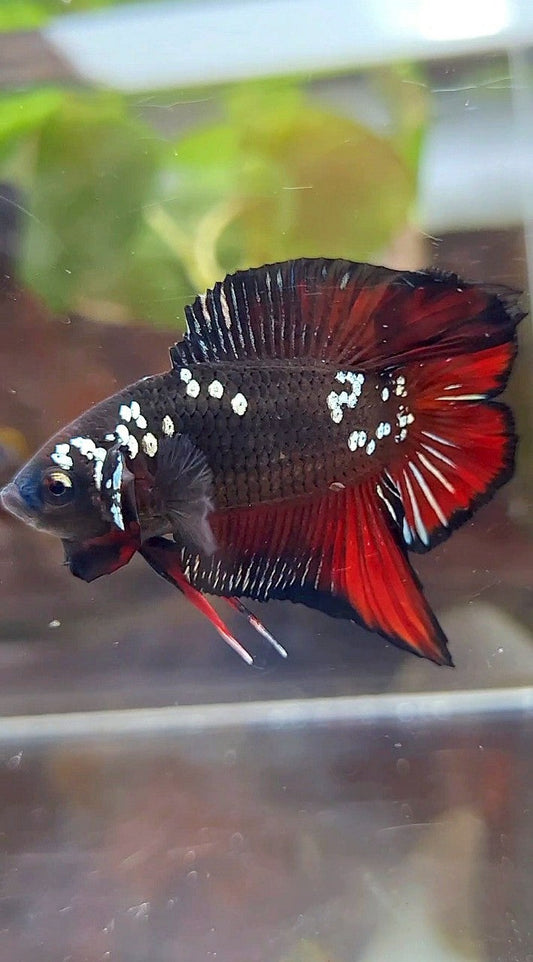 PLAKAT DOUBLE TAIL BLACK COPPER GALAXY VAMPIRE BETTA FISH
