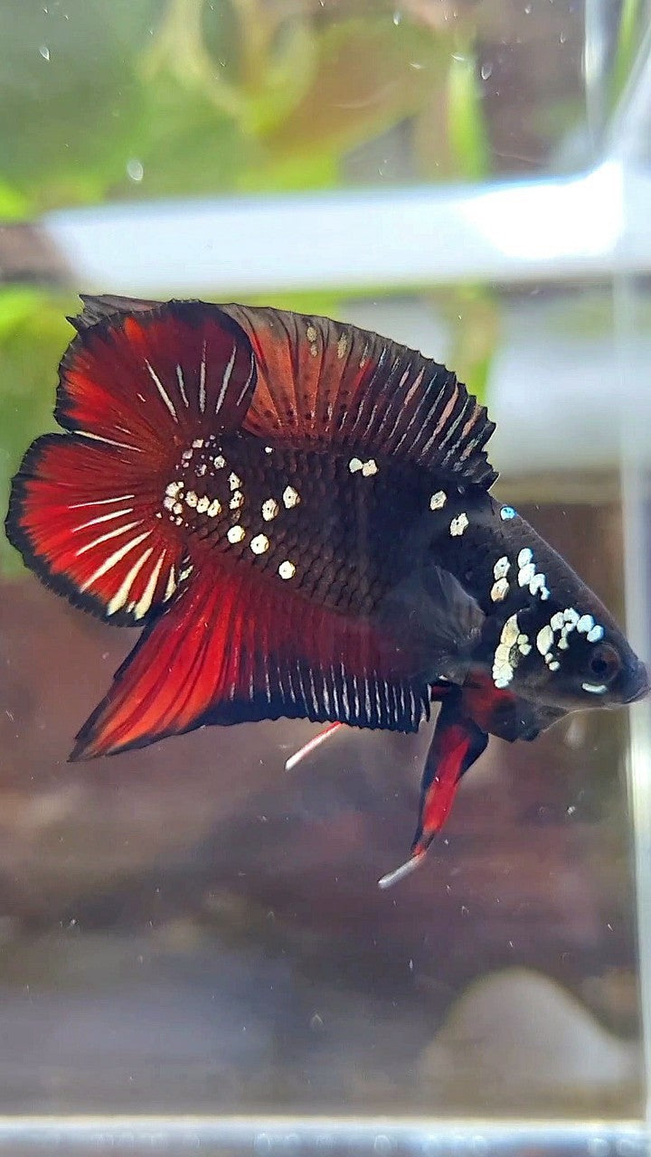 PLAKAT DOUBLE TAIL BLACK COPPER GALAXY VAMPIRE BETTA FISH