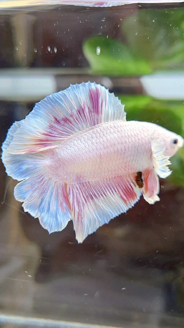PLAKAT DOUBLE TAIL DUMBO EAR WHITE PINKWASH BETTA FISH