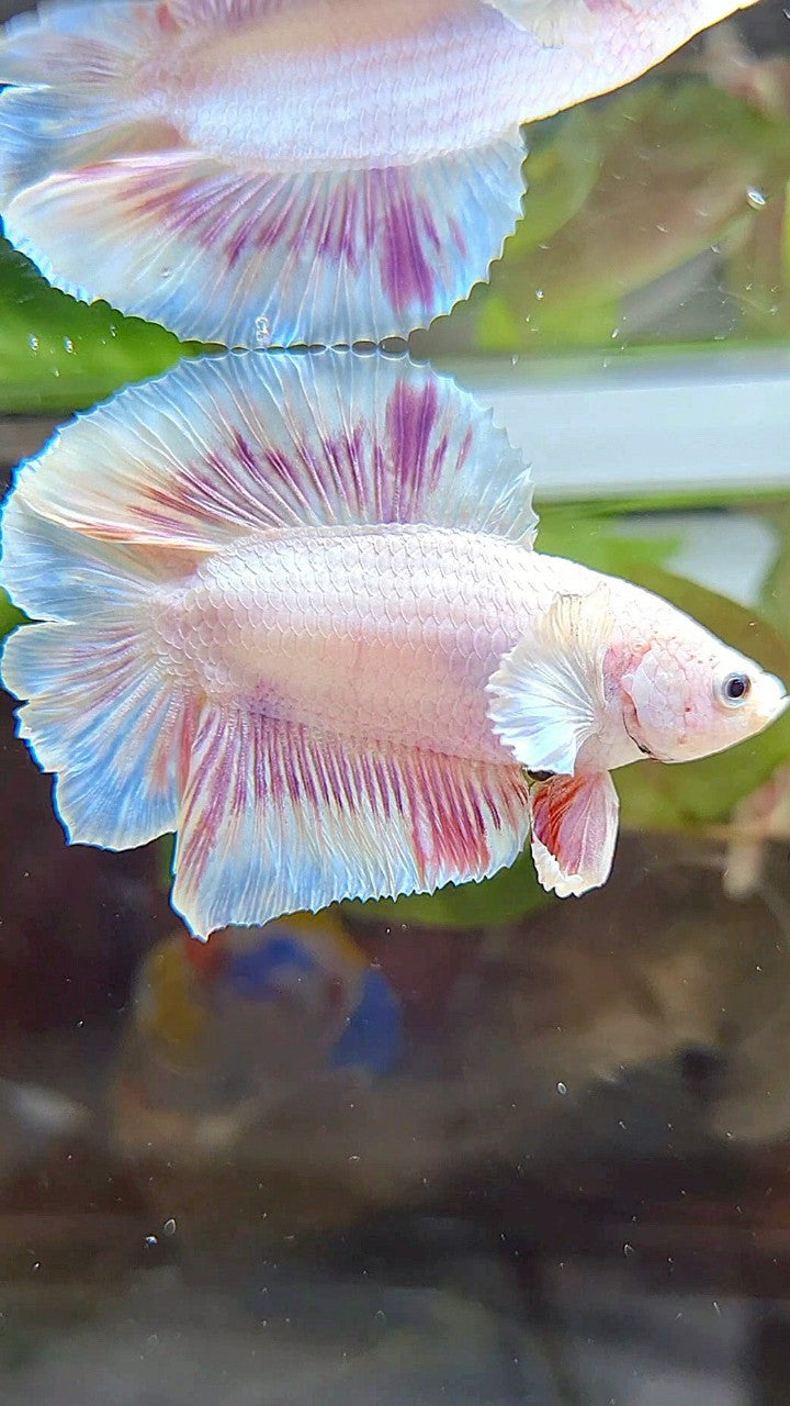 PLAKAT DOUBLE TAIL DUMBO EAR WHITE PINKWASH BETTA FISH