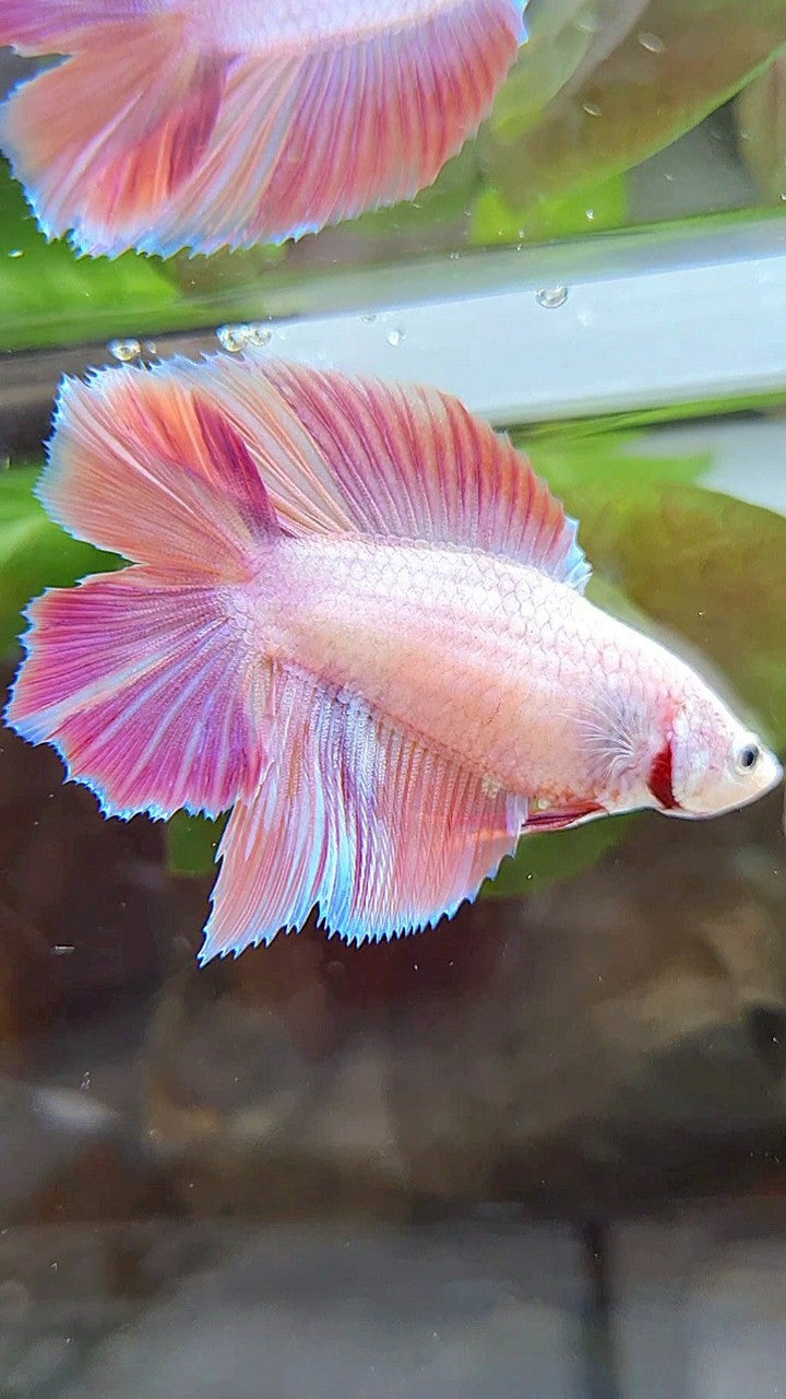 FEMALE HALFMOON DOUBLE TAIL PINK ORANGE CANDY MULTICOLOR BETTA FISH